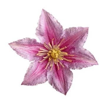 Clematis flower Stock Photos
