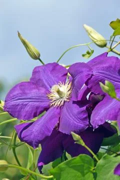 Clematis flower Stock Photos