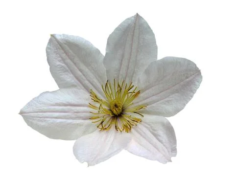 Clematis flower Stock Photos