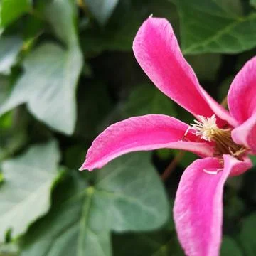Clematis flower Foto stock