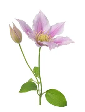 Clematis flower Stock Photos