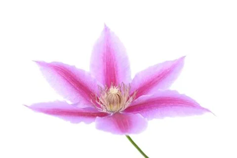 Clematis flower Stock Photos