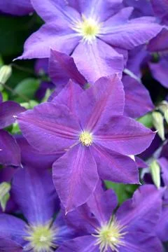Clematis flower Stock Photos