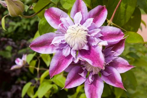 Clematis, flower in the sunlight Stock Photos