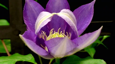 Clematis Flower Time-lapse Stock Footage 52913567