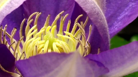 Clematis Flower Time-lapse Stock Footage 52915705