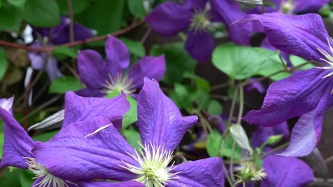 Clematis Flower Vine Stock Footage 76944917