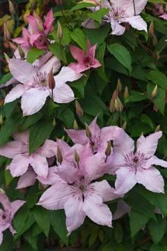 Clematis flowering shrub in the garden. Stock Photos