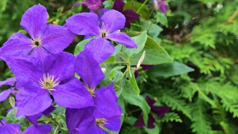 Clematis flowering vine on green plant background Stock Footage 326509853