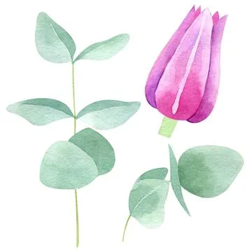 Clematis flowers and eucalyptus bundle isolated on white. Watercolor hand dra Stock Illustration