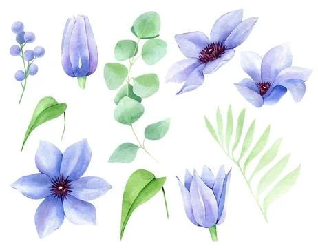 Clematis flowers and eucalyptus bundle isolated on white. Watercolor hand d.. Stock Illustration