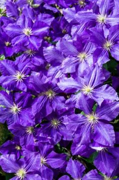 Clematis flowers as background Stock Photos