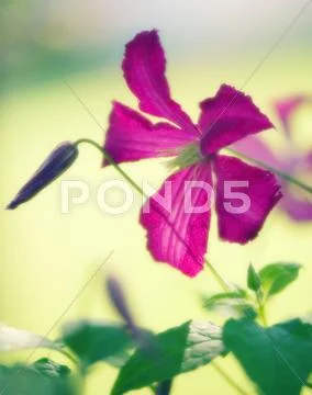 Clematis flowers (clematis sp.) Stock Photos