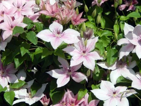 Clematis flowers close-up Stock Photos