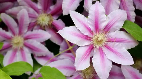 Clematis flowers Stock Footage 11309438