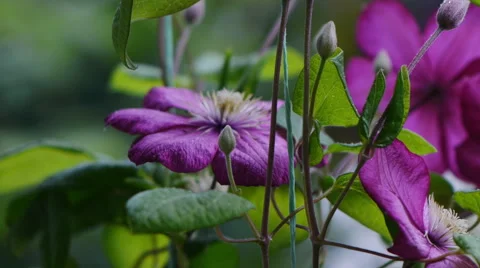 Clematis Flowers Stock Footage 53653479
