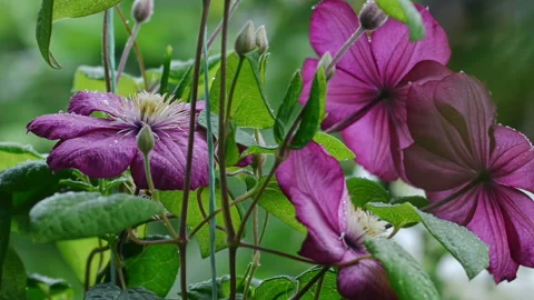 Clematis Flowers Stock Footage 221649239