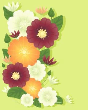 Clematis flowers Stock Illustration