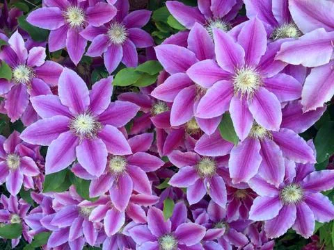 Clematis flowers Stock Photos