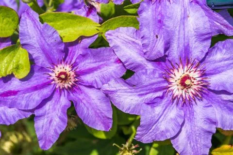 Clematis flowers Stock Photos
