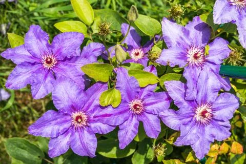 Clematis flowers Stock Photos