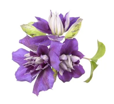 Clematis flowers Stock Photos