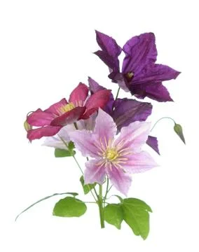 Clematis flowers Stock Photos