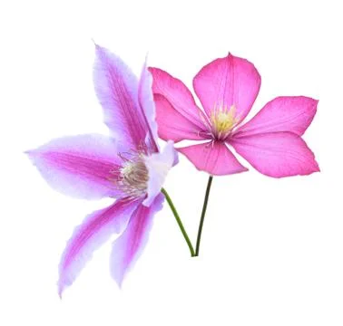 Clematis flowers Stock Photos