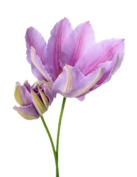 Clematis flowers Stock Photos