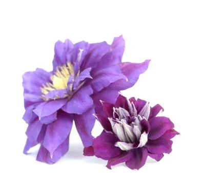 Clematis flowers Stock Photos