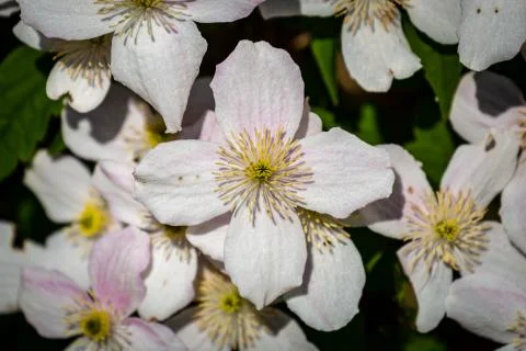 Clematis Flowers Stock Photos