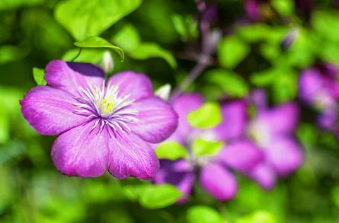 Clematis flowers Stock Photos