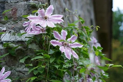 Clematis flowers 写真素材
