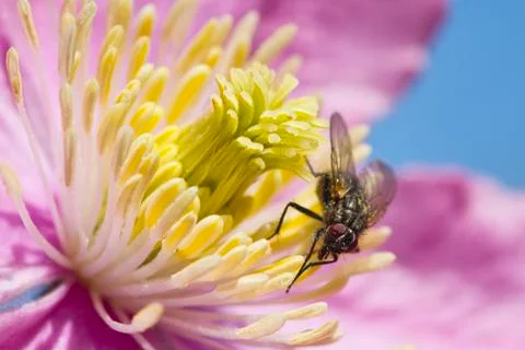 Clematis with a Fly Stock Photos