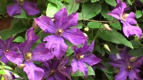 Clematis Stock Footage 821695