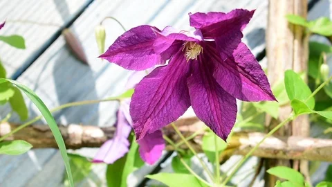 Clematis Stock Footage 116478492