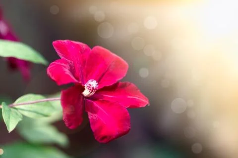 Clematis Illustrazione stock