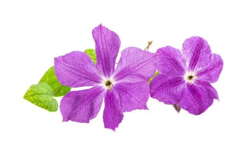 Clematis Isolated Stock Photos