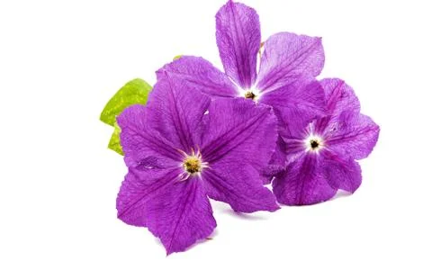 Clematis Isolated Stock Photos