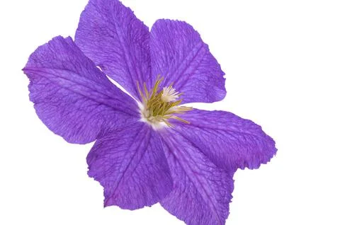 Clematis isolated Stock Photos