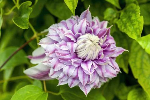Clematis 'Josephine' 库存照片