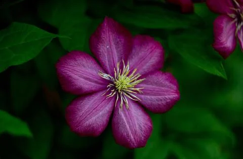 Clematis - the king among the vines Stock Photos