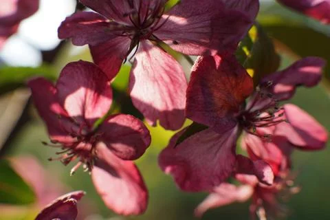 Clematis with large deep pink flowers close up Stock Photos