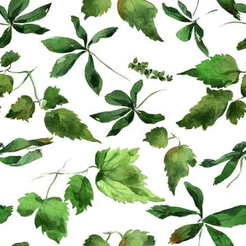 Clematis leaves ornament Stock Illustration