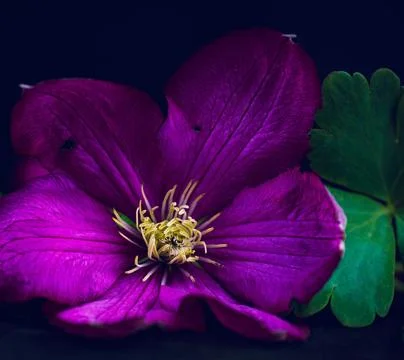 Clematis macro Stock Photos