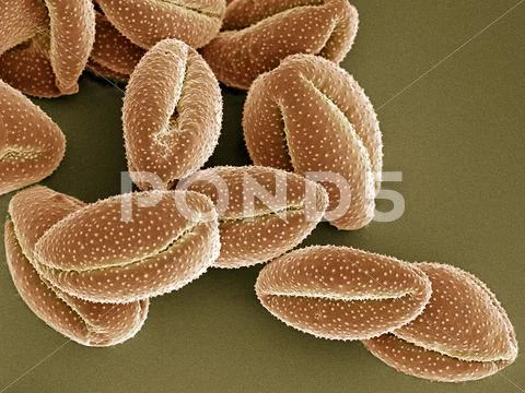 Clematis montana pollen, sem Stock Photos