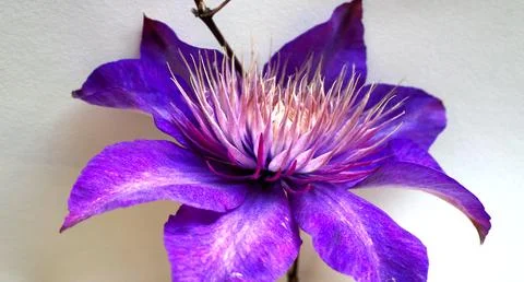 Clematis multi blue flower Stock-Fotos