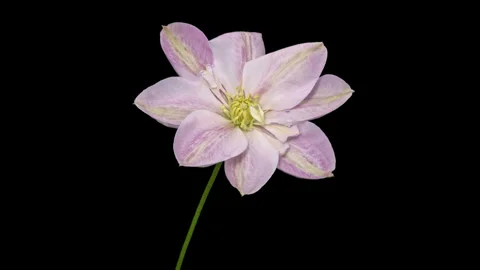 Clematis opening timelapse on black Stockbeeldmateriaal 334950539