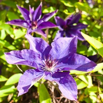 Clematis Stock Photos