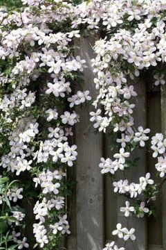 Clematis Stock Photos